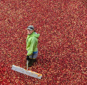 HRG-cran-harvest-Oct-2012