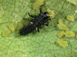 Harmonia-axyridis