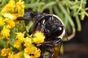 Bumblebee