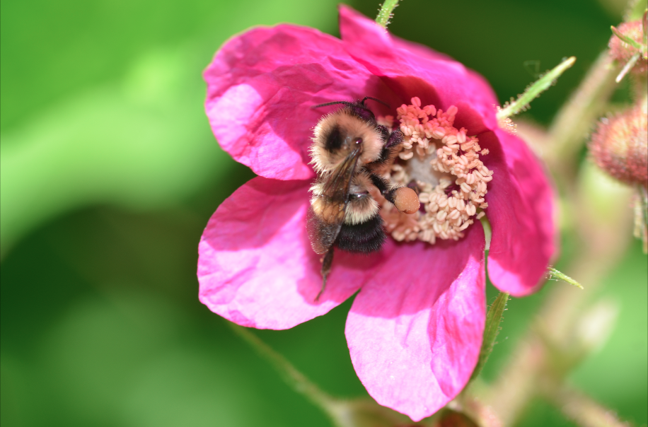 UW-Madison Arboretum July 2017 (Taylor Tai)
